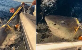 Atlantic’s Largest Great White Shark Resurfaces After Months of Silence