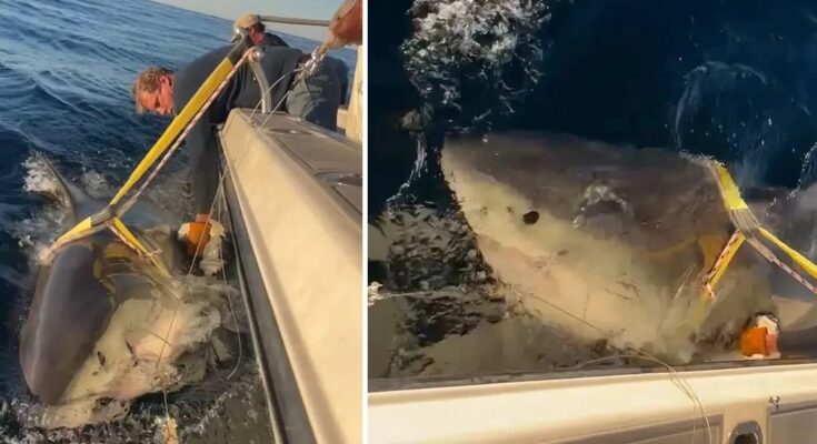 Atlantic’s Largest Great White Shark Resurfaces After Months of Silence Atlantic’s Largest Great White Shark Resurfaces After Months of Silence