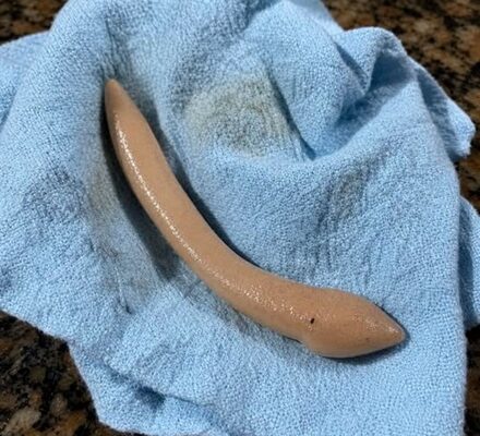 This evening, I walked into my girlfriend’s bathroom and suddenly noticed something on the floor that completely caught me off guard. This evening, I walked into my girlfriend’s bathroom and suddenly noticed something on the floor that completely caught me off guard.