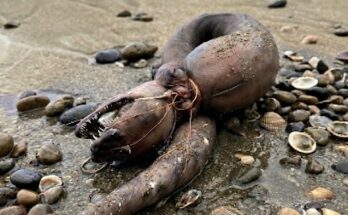 This morning, I was walking on the beach with my dog when we noticed this near the shore.